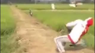 story wa merpati lucu.