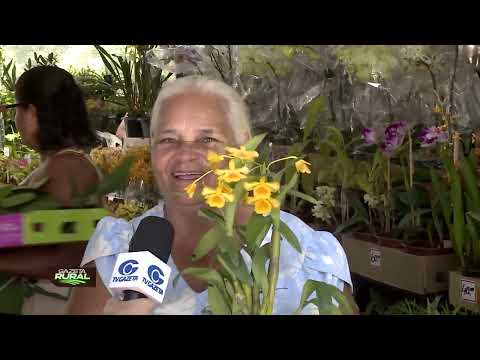 Orquídeas encantam colecionadores e resistem em áreas de mata preservada - 18/10/2026