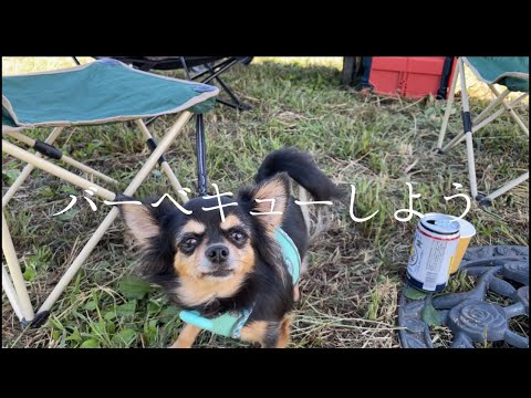 ［vlog］畑でバーベキュー🍖🐟小さなチワワも参加して楽しい田舎の休日ライフ…w #チワワ #保護犬
