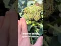 3 Quick Garden Tips (Carrots, Peppers & Broccoli)