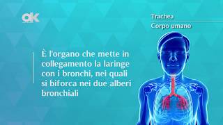 Trachea