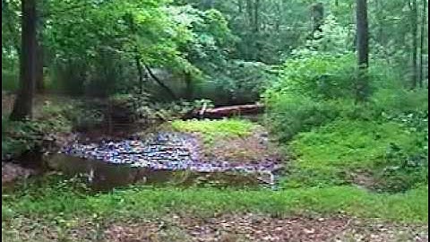 Amazon Rainforest Relaxation Music