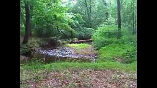 Amazon Rainforest Relaxation Music