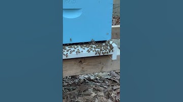 I open this hive in tomorrow’s video. In today’s video I open the split from before.