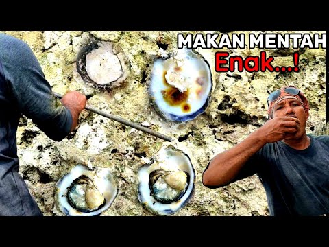 Video: Apa yang dimakan oleh penangkap tiram?