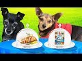 REAL FOOD VS. DOG FOOD CHALLENGE! (Pawzam Dogs)