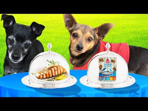real-food-vs.-dog-food-challenge!-(pawzam-dogs)