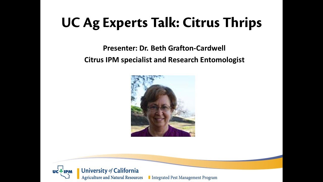 UC Ag Experts Talk: Citrus Thrips