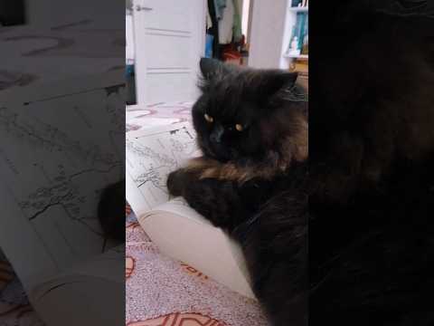 Пирожочек 😊 #cat #catvideos #catlover #kitten #kitty #cutecat #funnycat #animals #котики #кот