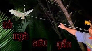Săn đêm bằng võ lãi, phát hiện bầy cò ngà ngủ đêm gần nhất việt nam , hungting slingshot viet nam.