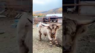 Cow farm in a mountain 🏔️