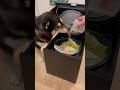 キノピオ登場！？炊飯器でミルフィーユ鍋作ったら安定に大興奮の柴犬　# #犬 #柴犬 #ご飯 #asmr