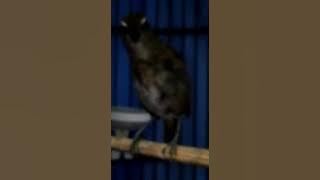 Burung JONGKANGAN/CINCOANG coklat gacor Isian,Full Teler Abis...