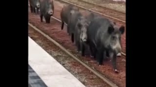 Diviaky V Bratislave Pri Most Lanfranconi