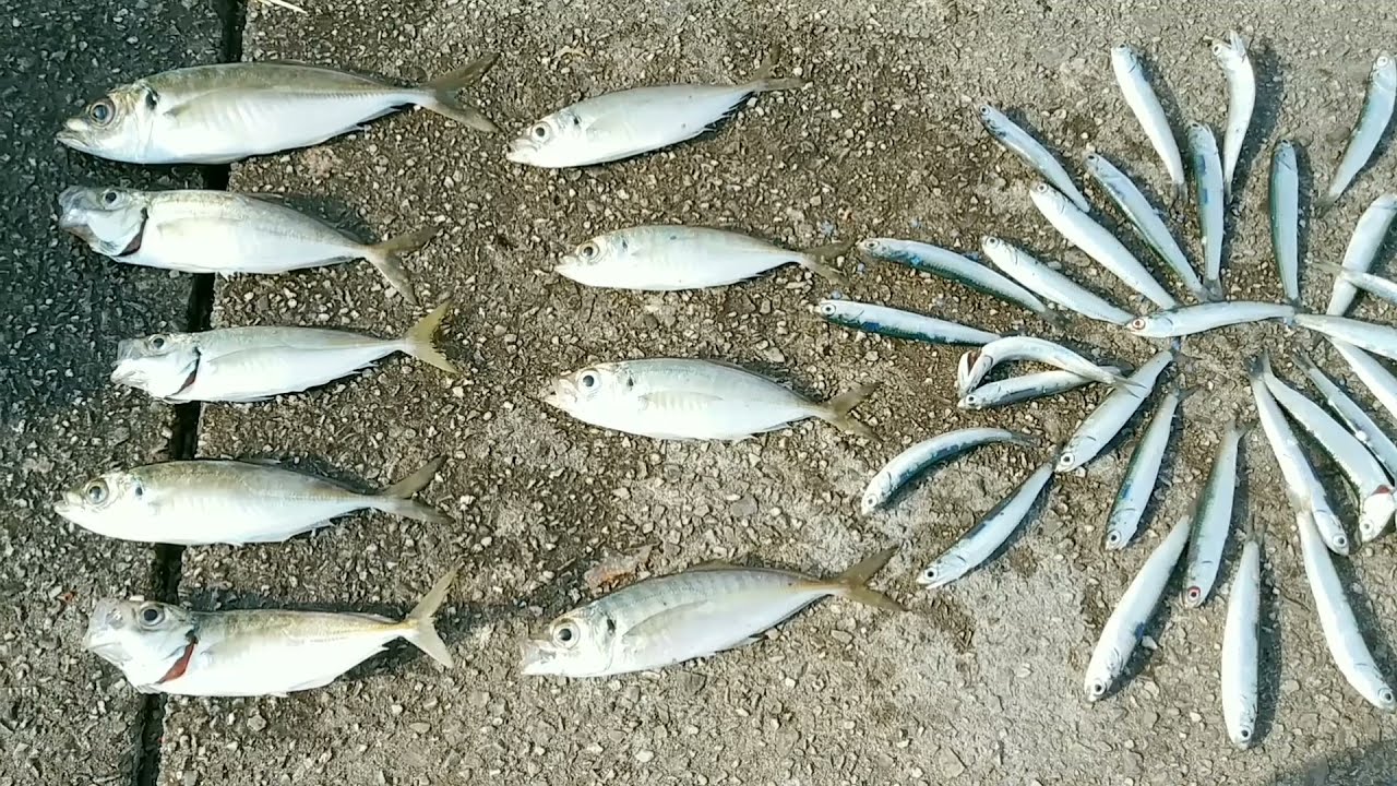 東扇島西公園 アジ イワシ ぶっこみサビキ釣り トリックサビキ釣り Youtube