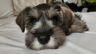 I GOT A PUPPY! Meeting my new baby schnauzer and bringing him home Puppy Vlog