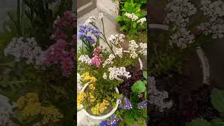 Beautiful colors of Statice / Limonium Sinuatum  #flowers