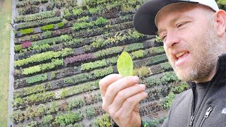 The Epic Plant Nursery at Green Dreams, Florida