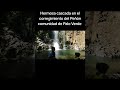Palo verde del Peñón