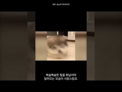 이 강아지, 뭐가 그렇게 신나서 뒤뚱뒤뚱 달려올까요?