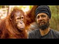 Volunteers review the nyaru menteng orangutan sanctuary in borneo    the great projects