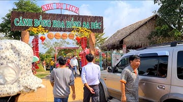 Cánh đồng hoa hồng lớn nhất Sa Đéc chào đón Tết 2021 | Hồ Thanh Vlogs