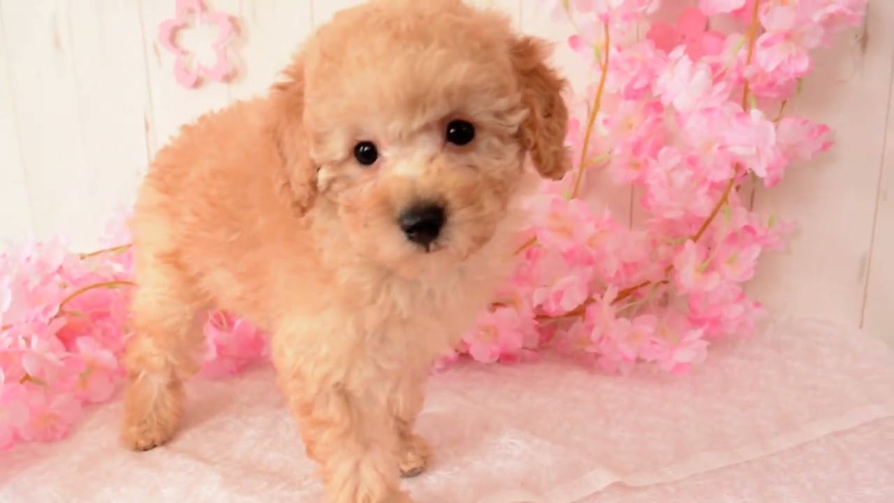 アプリコット　トイプードル トイプードル子犬販売タイニー/アプリコット|愛知県名古屋市日進市の