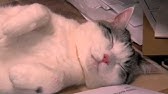 くるねこ