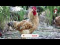 IFAHAMU TOFAUTI KATI YA KUROILER🐓 NA SASSO. Mp3 Song