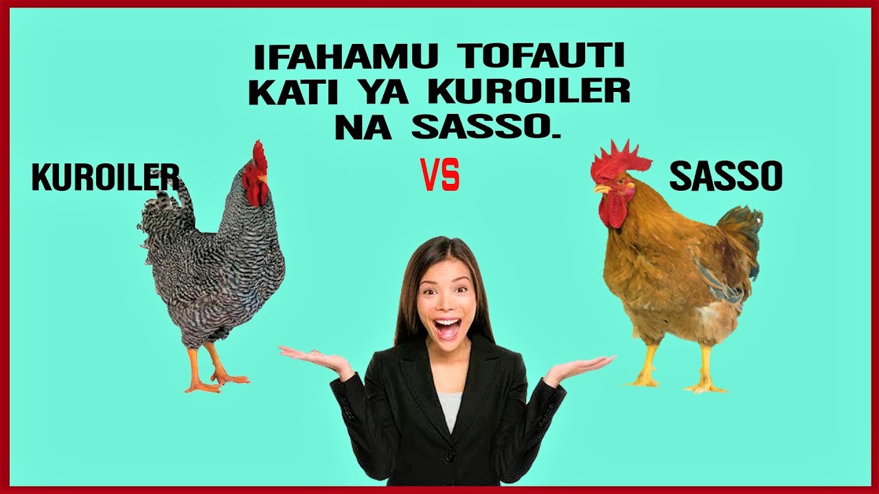 IFAHAMU TOFAUTI KATI YA KUROILER🐓 NA SASSO.