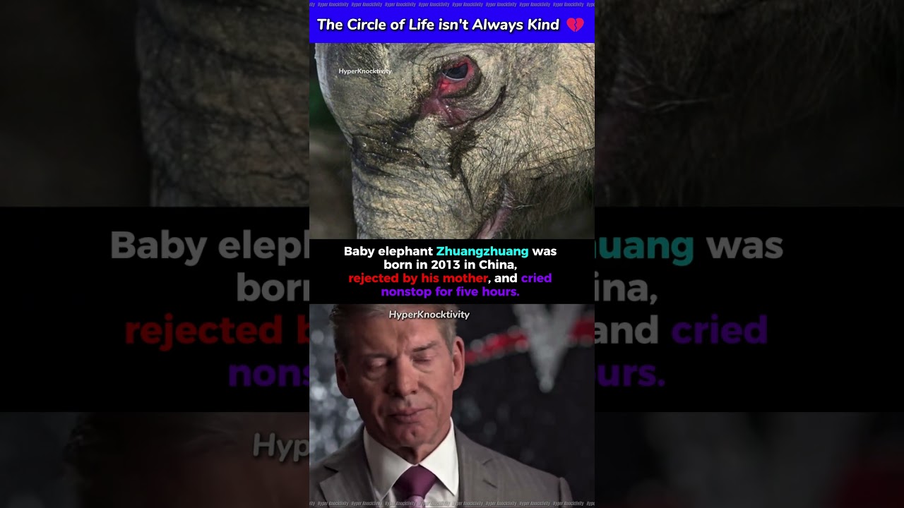 Baby Elephant Rejected by Mom Cries for Hours 😢 | Zhuangzhuang’s Heartbreaking Story