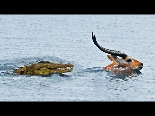 Buck Swims for its Life from Crocodile class=