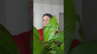 can plants be coasters