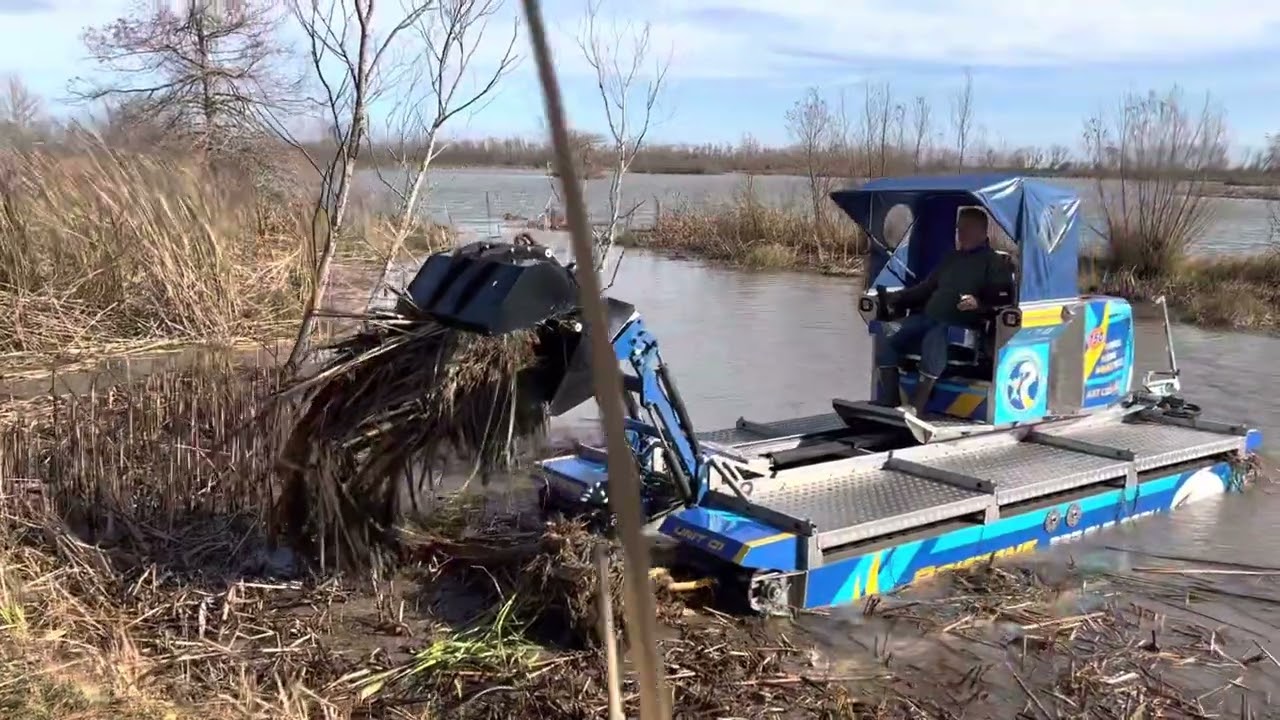 Pristine Pond Solutions pulling cat tails out by the Root balls!