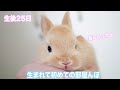生まれて初めての外の世界　生後25日のうさぎの部屋んぽ！#74【Outside World For The First Time 】