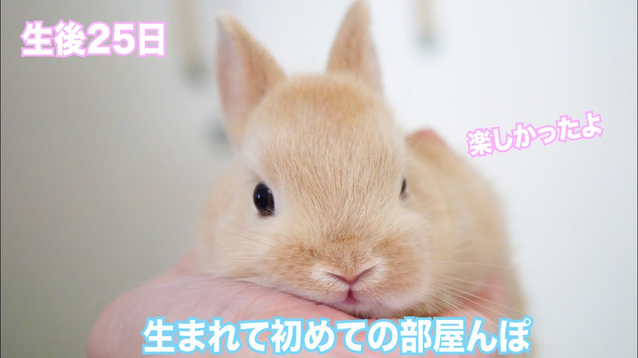 うさぎ　5/2頃お渡し予定 8月も終わるというのに… まだまだ暑い日が続いていますね