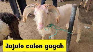 Download Lagu Domba jajalon calon gagah Pasar Andir Bayongbong  Garut MP3
