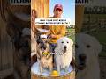 Comment RECIPE I’ll send you the skin-gut routine #dogsofusa #healthydog #doghealth #usdogs #usa🇺🇸