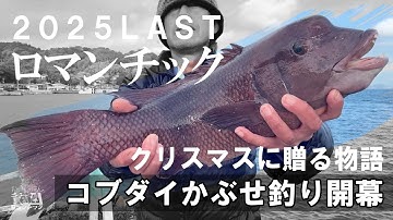 コブダイ釣り【クリスマスに贈る釣りドラマ】2025ラストロマンチックはかぶせ釣り！ep.090
