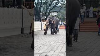 ඉන්දි : The king 👑🥺❤️ | Indi raja✨ #elephant #shortvideo