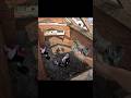 Parkour POV vs Double Terrifier __ Escape in real life __ Ep _ 17 #shortvideo