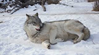 Wolfdogs Rolling in the Snow!