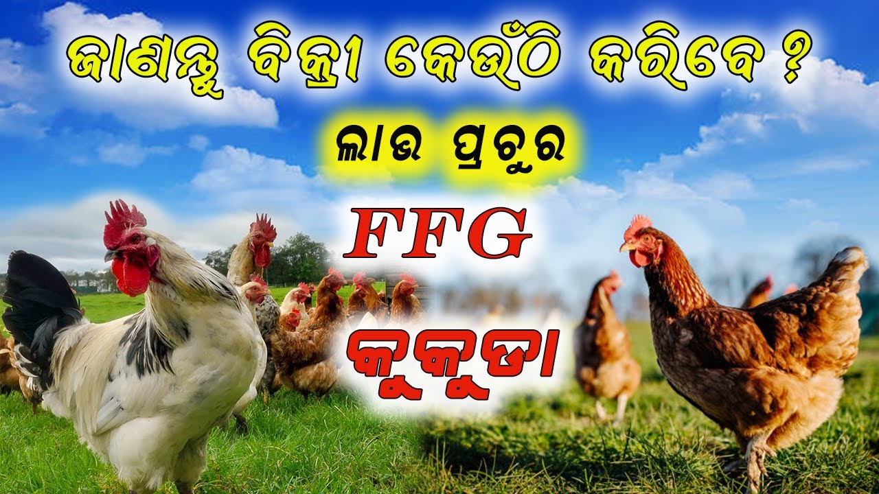 କଟକରେ FFG କୁକୁଡ଼ା ପାଳନ, ଲାଭ ପ୍ରଚୁର || FFG Poultry farm in Cuttack ||