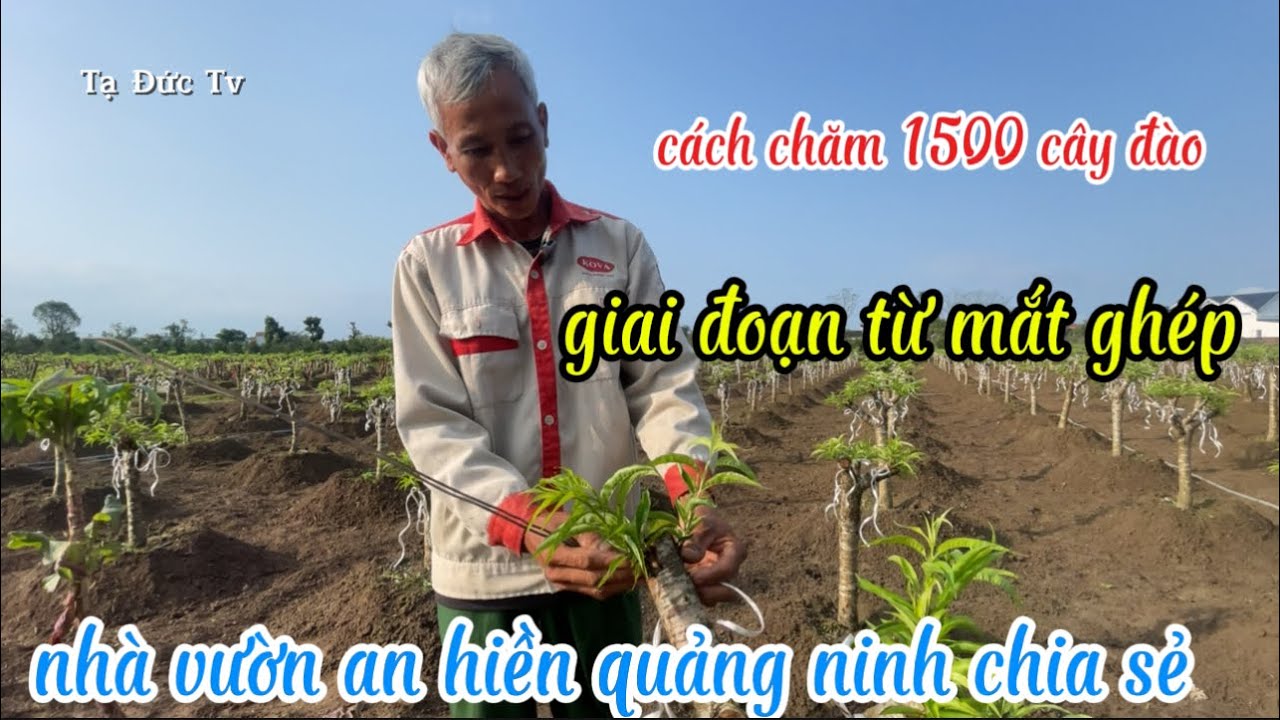 cách theo dõi và chăm đào từ đầu năm