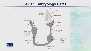 Avian Embryology - Part 1 | Animal Form & Function 2 (Theory) | ZOO517T_Topic164