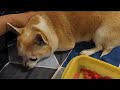 My chihuahua is depressed  ss vlogs 