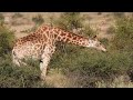 Giraffes are just beautiful animals!#wildlife #nature #4k #mongoose #giraffe #giraffelover #safari