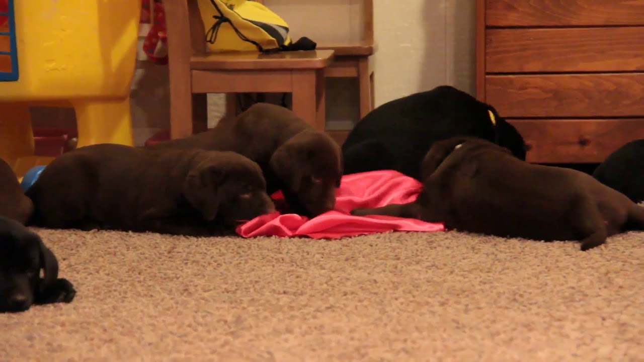 Labrador Puppies For Sale - YouTube