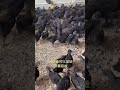 三农 养殖 上鸡必备开口药 搞笑 饲养员日常 正能量 百科密码 熱門 鸵鸟蛋 三农 养殖 上鸡必备开口药 搞笑 饲养员日常 正能量 百科密码 熱門 鸵鸟蛋