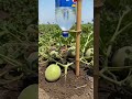 Stop Throwing These Away! ♻️ Garden Hack #Shorts #facts